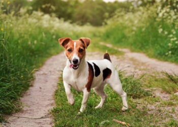 Jack Russell Terrier, o cão corajoso
