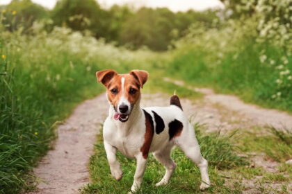 Jack Russell Terrier, o cão corajoso