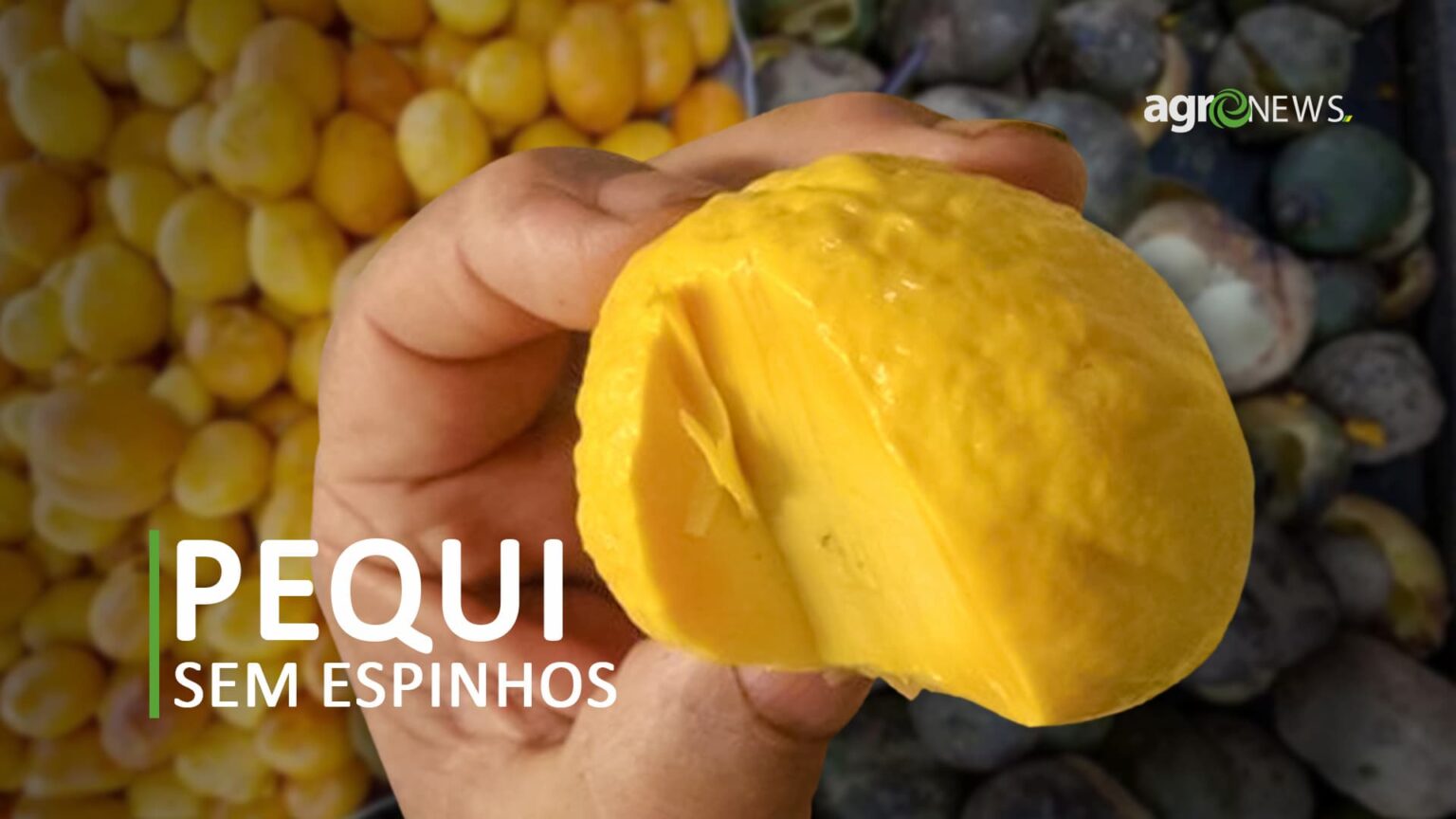 Pequi sem espinhos chega aos produtores, Ebaaaaa!