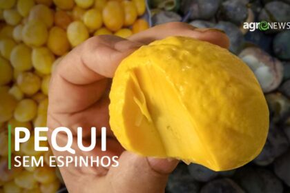 Pequi sem espinhos? Conheça o ouro do cerrado