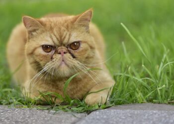 Por que os gatos enterram as suas fezes?