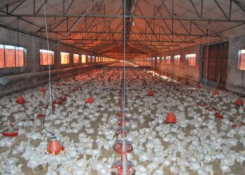 Volume de frango exportado renova recorde em 2022