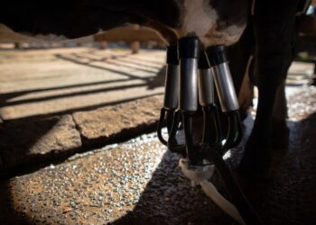 ICPLeite: Dezembro registra nova queda no custo de produção de leite