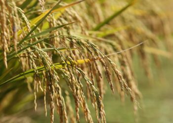 Exportações totais de arroz devem alcançar 2 milhões de toneladas