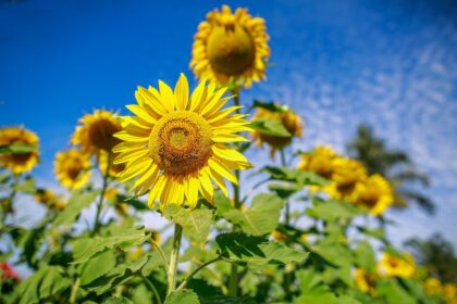 Edição de maio do Agro em Dados dá visibilidade à produção de girassol em Goiás