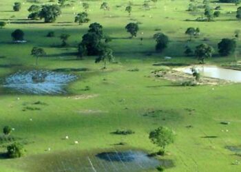 Proposta para substituição de gramínea no Pantanal será apresenta nesta quinta(26)