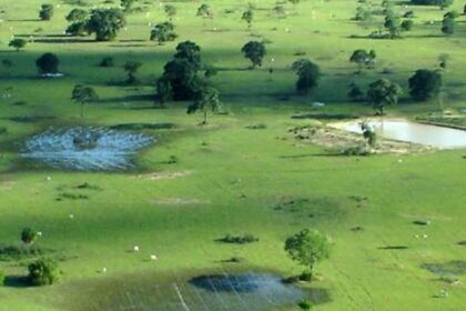 Proposta para substituição de gramínea no Pantanal será apresenta nesta quinta(26)