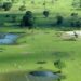 Proposta para substituição de gramínea no Pantanal será apresenta nesta quinta(26)
