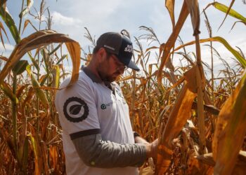Rally da Safra avaliará lavouras de milho 2ª safra no Sudeste do MT e Sudoeste de GO