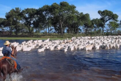 Com 40 mil bovinos orgânicos no Pantanal, abate triplicou em 2021