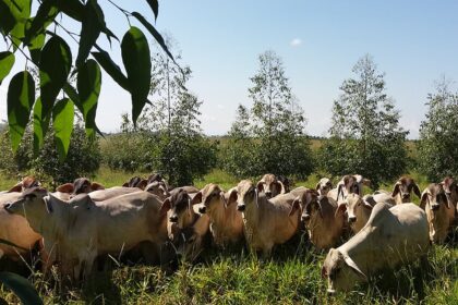 Árvores em sistemas ILPF neutralizam emissão de metano por bovinos no Cerrado