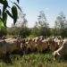 Árvores em sistemas ILPF neutralizam emissão de metano por bovinos no Cerrado