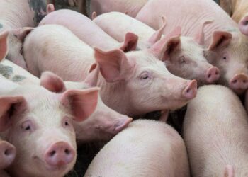 Em Mato Grosso, rebanho de suínos está livre da peste suína, atesta Indea