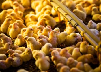 Plantel em produção de ovos 7,8% está inferior a junho do ano de 2021