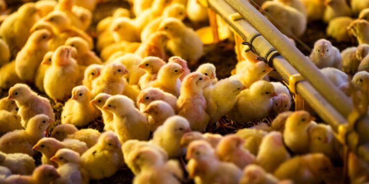 Plantel em produção de ovos 7,8% está inferior a junho do ano de 2021