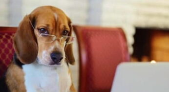 7 curiosidades sobre animais que você não sabia