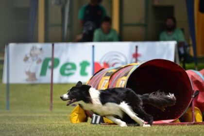 Veja os vencedores do 22° Campeonato Brasileiro de Agility