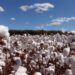 Evento da Fundação MT chega a Sapezal com informações sobre a cultura do algodão