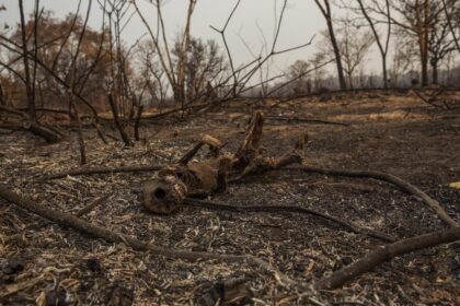 "O Pantanal é nossa vida" deputado de MT lança música inédita para despertar conscientização