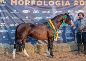 Cuiabá-MT revela mais 8 cavalos passaporteados para a Nacional da Morfologia Expointer