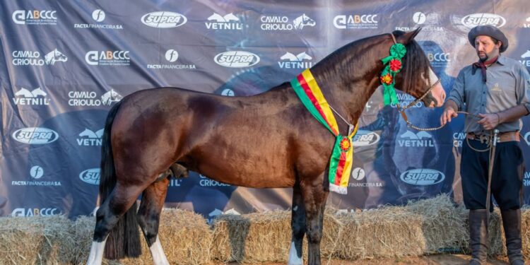 Cuiabá-MT revela mais 8 cavalos passaporteados para a Nacional da Morfologia Expointer