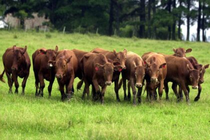 Carne produzida no bioma Pampa conquista selo de identificação