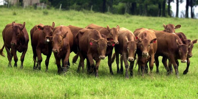 Carne produzida no bioma Pampa conquista selo de identificação