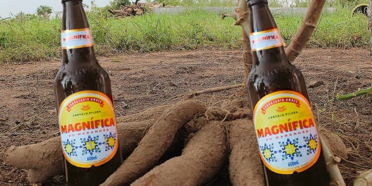Cerveja de mandioca: Embrapa e Ambev selecionam genética para aumento de produção