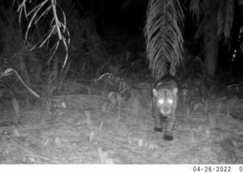 Em MT, Sema monitora animais silvestres da Estrada do Pantanal, confira!