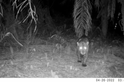 Em MT, Sema monitora animais silvestres da Estrada do Pantanal, confira!