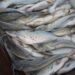 Pesca e comercialização da piracatinga no país ficam proibidas por mais 1 ano