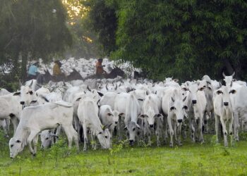 Confira dicas para boas práticas de manejo de gado
