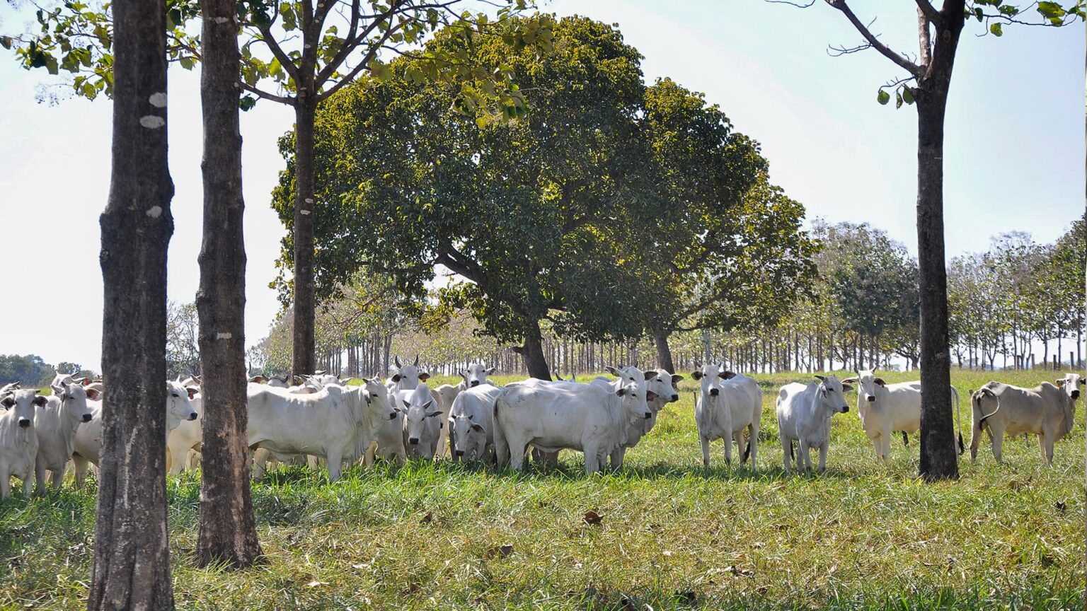 Produtor rural no MT aponta erro grave no cálculo do balanço de carbono da pecuária