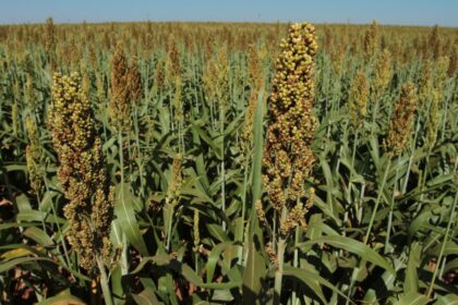 Goiás lidera a produção de sorgo e de girassol no Brasil, diz Radiografia do Agro 2022