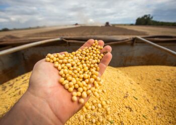 Demanda externa impulsiona o mercado da soja