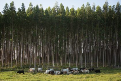 Sistema produtivo mostrado na novela Pantanal já é realidade em Mato Grosso