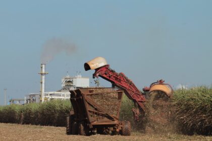 Cana-de-açúcar: produção estimada em 572,9 milhões de toneladas