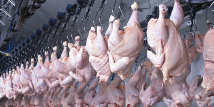 Exportações de carne de frango mantém alta em novembro 2022