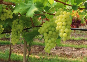 Preço mínimo da uva industrial será de R$ 1,58 Kg 2023