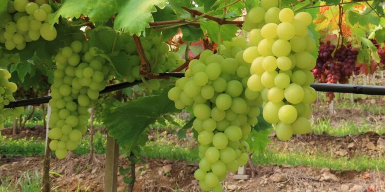 Preço mínimo da uva industrial será de R$ 1,58 Kg 2023