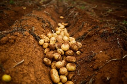 Batata é um dos destaques do VBP goiano em 2022