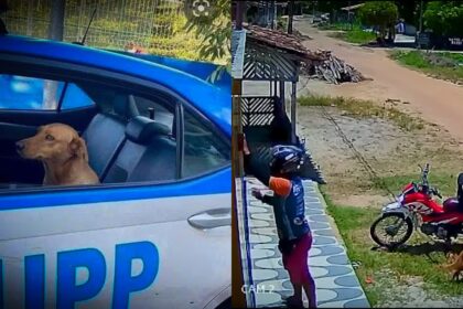 Cachorro é flagrado roubando marmita de entregador e viraliza na internet