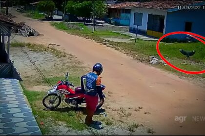 Inédito: Cachorro que roubou marmita teve apoio aéreo de um parceiro do crime