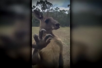 Canguru mata idoso em casa e tenta atacar paramédicos