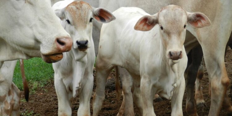 Entenda a importância da vermifugação para o rebanho de bovinos