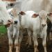 Entenda a importância da vermifugação para o rebanho de bovinos