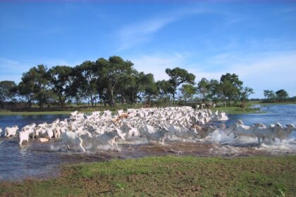 Conselho do Meio Ambiente aprova regulamentação que dá segurança jurídica a pecuaristas de MT