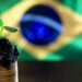 Créditos de carbono: Brasil pode chegar a US$ 120 Bi de participação no mercado global