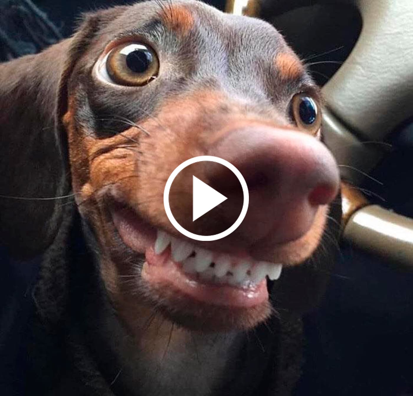 Cachorro salsicha realiza fuga genial e viraliza na internet