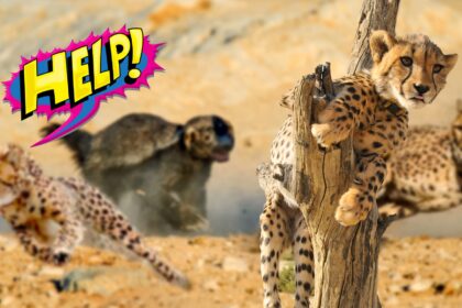 Incrível! Texugo encara 3 leopardos e põe felinos pra correr